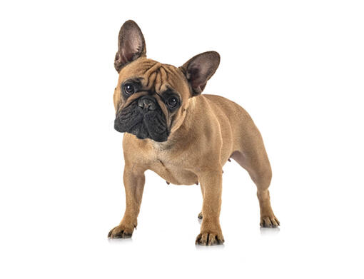 Frenchton dog hot sale breed